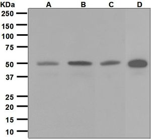 Western blot analysis on (A) SH-SY5Y, (B) HeLa, (C) HepG2, and (D) 293T cell lysates using anti-Dysbindin antibody.