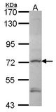 Sample (30 ug of whole cell lysate). A: Hela. 7.5% SDS PAGE. DTX1 / Deltex antibody diluted at 1:1000.