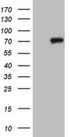 HEK293T cells were transfected with the pCMV6-ENTRY control (Left lane) or pCMV6-ENTRY CLINT1 (Right lane) cDNA for 48 hrs and lysed. Equivalent amounts of cell lysates (5 ug per lane) were separated by SDS-PAGE and immunoblotted with anti-CLINT1.
