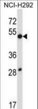 DUSP9 Antibody western blot of NCI-H292 cell line lysates (35 ug/lane). The DUSP9 antibody detected the DUSP9 protein (arrow).