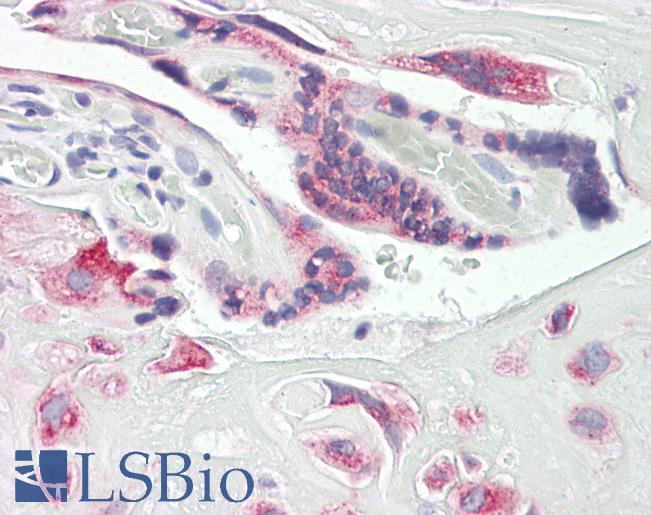 Anti-DUSP9 antibody IHC of human placenta. Immunohistochemistry of formalin-fixed, paraffin-embedded tissue after heat-induced antigen retrieval. Antibody LS-B8431 dilution 5 ug/ml.