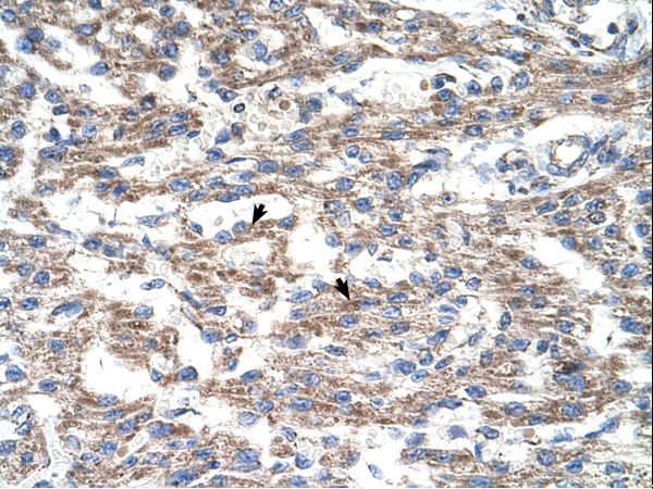 Immunohistochemistry with Jurkat cell lysate tissue.