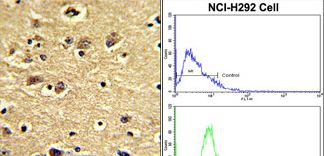 (LEFT)Formalin-fixed and paraffin-embedded human brain with ENTH Antibody , which was peroxidase-conjugated to the secondary antibody, followed by DAB staining. This data demonstrates the use of this antibody for immunohistochemistry; clinical relevance has not been evaluated. (RIGHT)Flow cytometric of NCI-H292 cells using ENTH Antibody (bottom histogram) compared to a negative control cell (top histogram). FITC-conjugated goat-anti-rabbit secondary antibodies were used for the analysis.