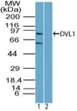 Western blot of DVL-1 in Raji cell lysate in the 1) absence and 2) presence of immunizing peptide using LS-C148681 at 6 ug/ml. Goat anti-rabbit Ig HRP secondary antibody, and PicoTect ECL substrate solution, were used for this test.