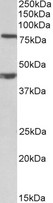 DVL1 antibody (1 ug/ml) staining of NIH3T3 lysate (35 ug protein in RIPA buffer). Primary incubation was 1 hour. Detected by chemiluminescence.