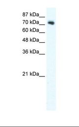 K502 cell lysate. Antibody concentration: 2.5 ug/ml. Gel concentration: 12%.