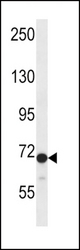 DVL2 Antibody western blot of CEM cell line lysates (35 ug/lane). The DVL2 antibody detected the DVL2 protein (arrow).