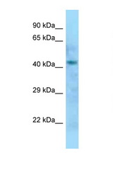 DOM3Z antibody LS-C146417 Western blot of Rat Liver lysate. Antibody concentration 1 ug/ml.
