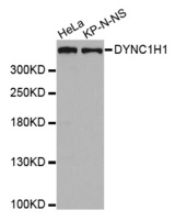 Western blot analysis of extracts of various cell lines, using DYNC1H1 antibody.