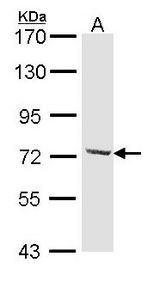 Sample (30 ug of whole cell lysate). A: Hela. 7.5% SDS PAGE. DYNC1I2 / IC2 antibody diluted at 1:1000.