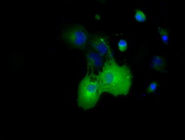 Anti-DYNC1LI1 mouse monoclonal antibody immunofluorescent staining of COS7 cells transiently transfected by pCMV6-ENTRY DYNC1LI1.