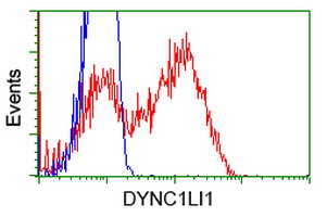 HEK293T cells transfected with either overexpress plasmid (Red) or empty vector control plasmid (Blue) were immunostained by anti-DYNC1LI1 antibody, and then analyzed by flow cytometry.