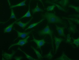 Immunofluorescent staining of HeLa cells using anti-DYNC1LI1 mouse monoclonal antibody.