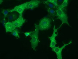 Anti-DYNC1LI1 mouse monoclonal antibody immunofluorescent staining of COS7 cells transiently transfected by pCMV6-ENTRY DYNC1LI1.