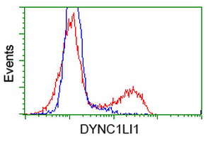 HEK293T cells transfected with either overexpress plasmid (Red) or empty vector control plasmid (Blue) were immunostained by anti-DYNC1LI1 antibody, and then analyzed by flow cytometry.
