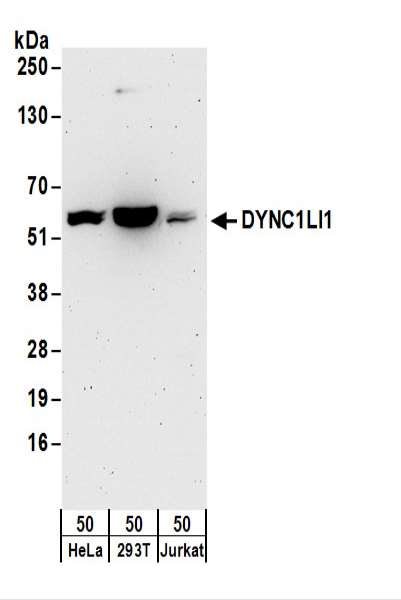 Detection of Human DYNC1LI1 by Western Blot. Samples: Whole cell lysate (50 ug) from HeLa, 293T, and Jurkat cells. Antibodies: Affinity purified rabbit anti-DYNC1LI1 antibody used for WB at 0.1 ug/ml. Detection: Chemiluminescence with an exposure time of 3 minutes.