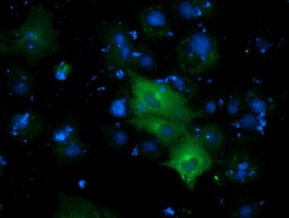 Anti-DYNC1LI1 mouse monoclonal antibody immunofluorescent staining of COS7 cells transiently transfected by pCMV6-ENTRY DYNC1LI1.