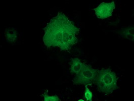 Anti-DYNC1LI1 mouse monoclonal antibody immunofluorescent staining of COS7 cells transiently transfected by pCMV6-ENTRY DYNC1LI1.