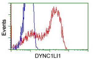 HEK293T cells transfected with either overexpress plasmid (Red) or empty vector control plasmid (Blue) were immunostained by anti-DYNC1LI1 antibody, and then analyzed by flow cytometry.