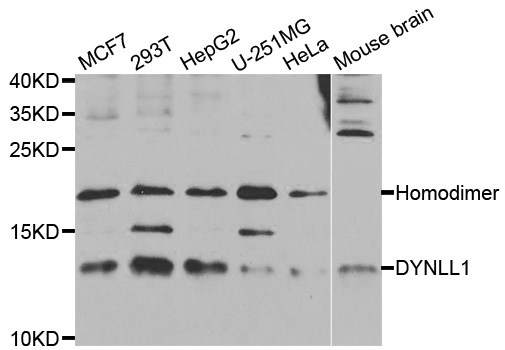 Western blot analysis of extracts of various cell lines, using DYNLL1 antibody.