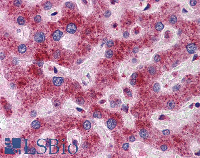 Anti-DYNLL1 antibody IHC of human liver. Immunohistochemistry of formalin-fixed, paraffin-embedded tissue after heat-induced antigen retrieval. Antibody LS-B5823 concentration 5 ug/ml.