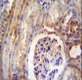 DYNLRB2 antibody immunohistochemistry of formalin-fixed and paraffin-embedded human kidney tissue followed by peroxidase-conjugated secondary antibody and DAB staining.