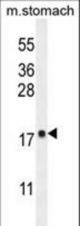 DYNL Antibody western blot of mouse stomach tissue lysates (35 ug/lane). The DYNL antibody detected the DYNL protein (arrow).