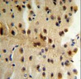 CLIP1 Antibody IHC of formalin-fixed and paraffin-embedded mouse brain tissue followed by peroxidase-conjugated secondary antibody and DAB staining.