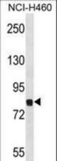 Mouse Dyrk1a Antibody western blot of NCI-H460 cell line lysates (35 ug/lane). The Mouse Dyrk1a antibody detected the Mouse Dyrk1a protein (arrow).