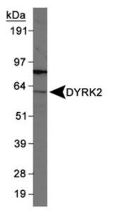 Detection of DYRK2 in 293 whole cell lysates.