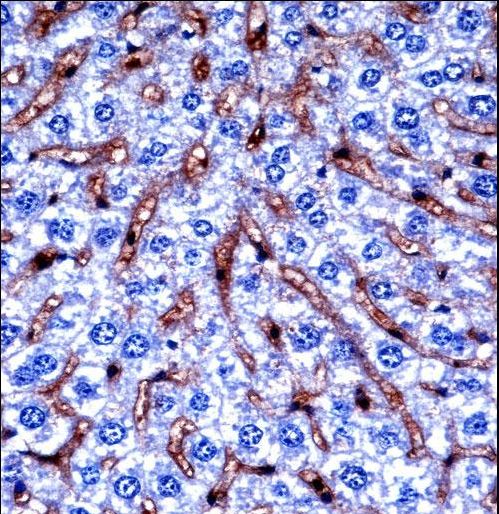 Mouse Dyrk2 Antibody immunohistochemistry of formalin-fixed and paraffin-embedded mouse liver tissue followed by peroxidase-conjugated secondary antibody and DAB staining.