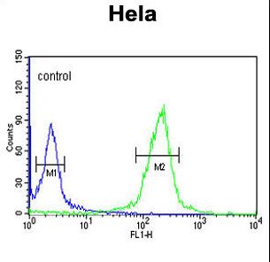 CLIP1 Antibody flow cytometry of HeLa cells (right histogram) compared to a negative control cell (left histogram). FITC-conjugated goat-anti-rabbit secondary antibodies were used for the analysis.