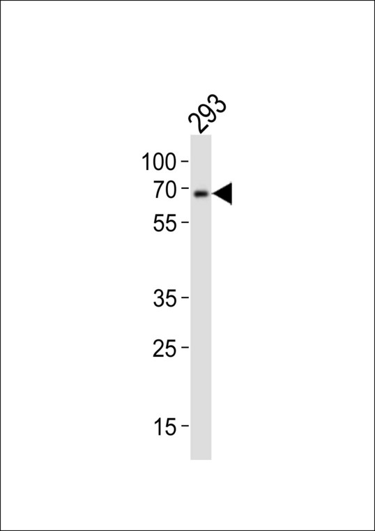 Western blot of lysate from 293 cell line, using DYRK2 Antibody (P46). Antibody was diluted at 1:1000. A goat anti-rabbit IgG H&L (HRP) at 1:10000 dilution was used as the secondary antibody. Lysate at 20ug.