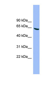 DYRK3 antibody LS-C115958 Western blot of HT1080 cell lysate.