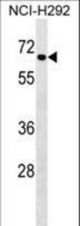 DYRK4 Antibody western blot of NCI-H292 cell line lysates (35 ug/lane). The DYRK4 antibody detected the DYRK4 protein (arrow).