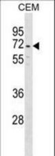 DYTN Antibody western blot of CEM cell line lysates (35 ug/lane). The DYTN antibody detected the DYTN protein (arrow).