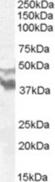 Antibody (0.5 ug/ml) staining of Human Brain (Frontal Cortex) lysate (35 ug protein in RIPA buffer). Primary incubation was 1 hour. Detected by chemiluminescence