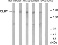 Western blot of extracts from HUVEC/COLO/MCF-7/HepG2/RAW264.7 cells, using CLIP1 Antibody. The lane on the right is treated with the synthesized peptide.