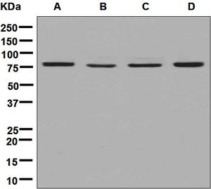 Western blot analysis on (A) fetal liver, (B) HeLa, (C) 293T, and (D) U87-MG cell lysates using anti-DPP3 antibody.