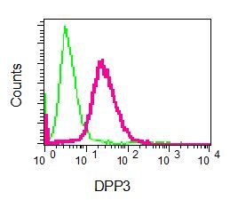 Flow cytometry of permeabilized U87-MG cells using anti-DPP3 antibody (red)or a rabbit IgG (negative) (green).