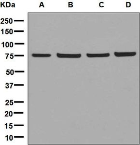Western blot analysis on (A) fetal liver, (B) HeLa, (C) 293T, and (D) U87-MG cell lysates using anti-DPP3 antibody.