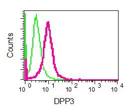 Flow cytometry of permeabilized HeLa cells using anti-DPP3 antibody (red)or a rabbit IgG (negative) (green).