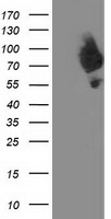 HEK293T cells were transfected with the pCMV6-ENTRY control (Left lane) or pCMV6-ENTRY DPP3 (Right lane) cDNA for 48 hrs and lysed. Equivalent amounts of cell lysates (5 ug per lane) were separated by SDS-PAGE and immunoblotted with anti-DPP3.