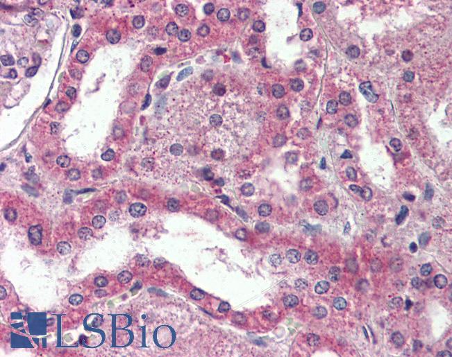 Anti-DPP10 antibody LS-A8300 IHC of human kidney. Immunohistochemistry of formalin-fixed, paraffin-embedded tissue after heat-induced antigen retrieval.