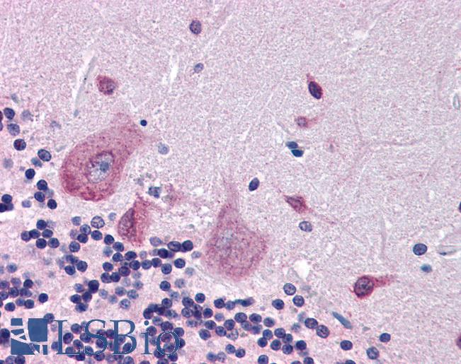 Anti-DPP10 antibody IHC of human brain, cerebellum. Immunohistochemistry of formalin-fixed, paraffin-embedded tissue after heat-induced antigen retrieval. Antibody LS-B4452 concentration 3.75 ug/ml.