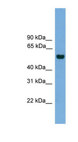 CLK1 antibody LS-C135263 Western blot of 293T cell lysate.