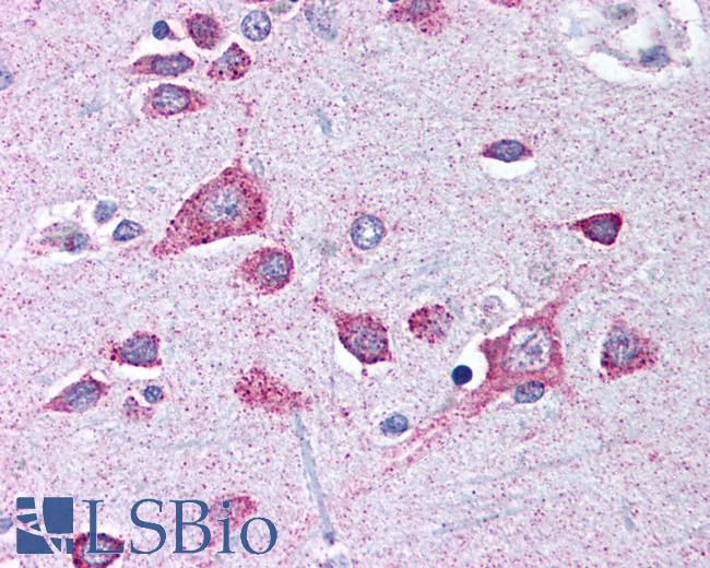 Anti-DPP10 antibody IHC of human brain, cortex. Immunohistochemistry of formalin-fixed, paraffin-embedded tissue after heat-induced antigen retrieval. Antibody LS-B528 concentration 5 ug/ml.