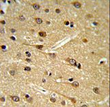 DPP10 Antibody IHC of formalin-fixed and paraffin-embedded brain tissue followed by peroxidase-conjugated secondary antibody and DAB staining.