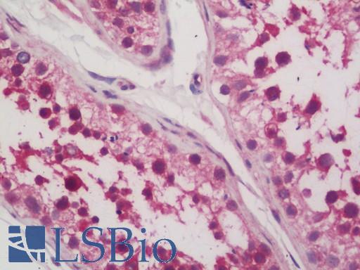 Anti-Dipeptidylpeptidase 8 / DPP8 antibody IHC staining of human testis. Immunohistochemistry of formalin-fixed, paraffin-embedded tissue after heat-induced antigen retrieval. Antibody LS-B11159 concentration 5 ug/ml.