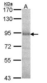 Sample (30 ug of whole cell lysate). A: A549. 7.5% SDS PAGE. Dipeptidylpeptidase 8 / DPP8 antibody diluted at 1:1000.
